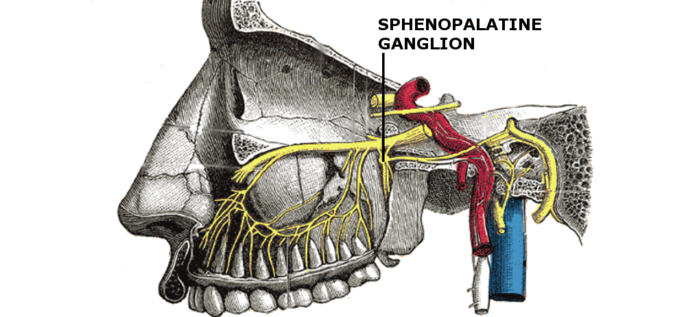 Sphenopalatine Ganglion